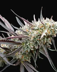 Ice Cream Cake Fast Flowering