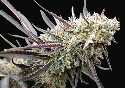 Ice Cream Cake Fast Flowering