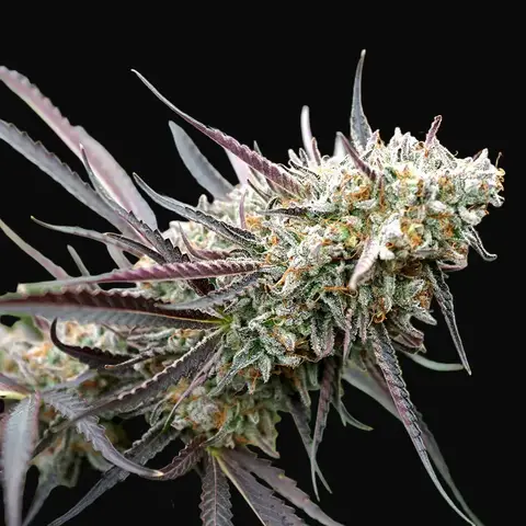 Ice Cream Cake Fast Flowering