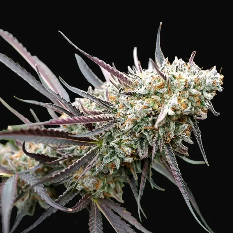 Ice Cream Cake Fast Flowering