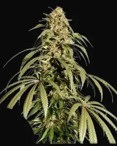 Ice Cream Haze