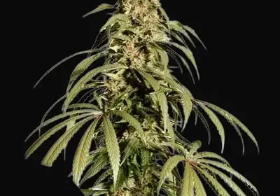 Ice Cream Haze