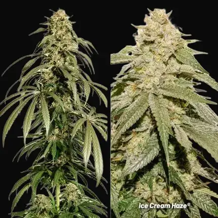 Ice Cream Haze Regular — zdjęcie 2