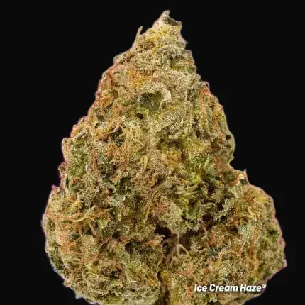 Ice Cream Haze Regular — zdjęcie 3
