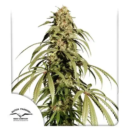 Ice Cream Haze Regular