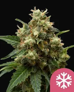 ICE