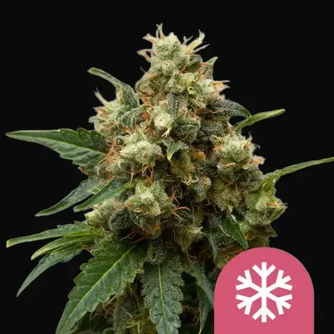 ICE