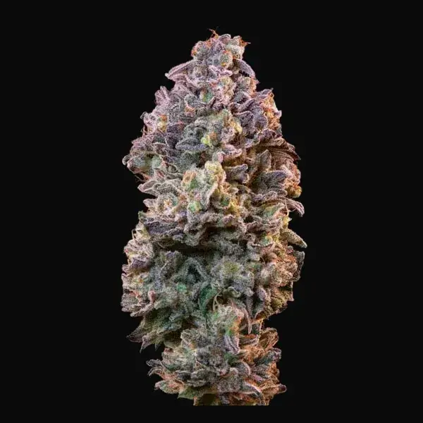 ICE — zdjęcie 8