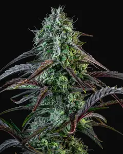 Iced 'n' Baked Auto