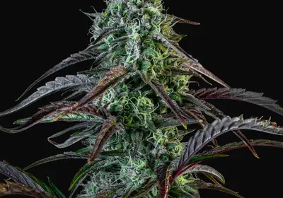 Iced 'n' Baked Auto