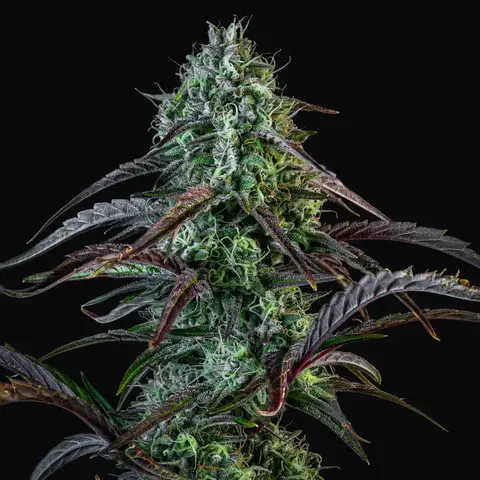 Iced 'n' Baked Auto