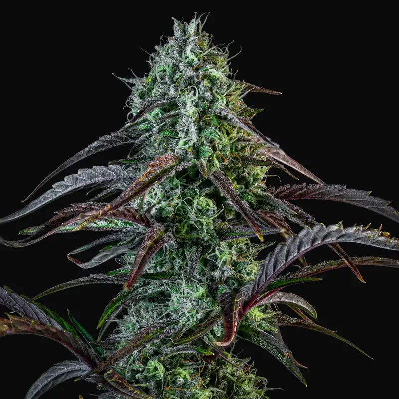 Iced 'n' Baked Auto