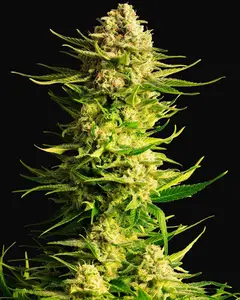 Indica Cream