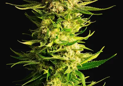 Indica Cream