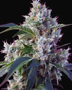 Indigo Berry Kush