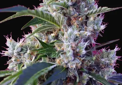 Indigo Berry Kush