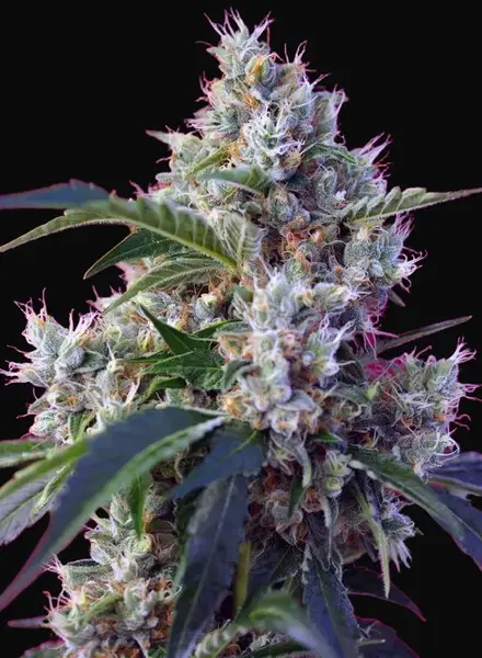 Indigo Berry Kush