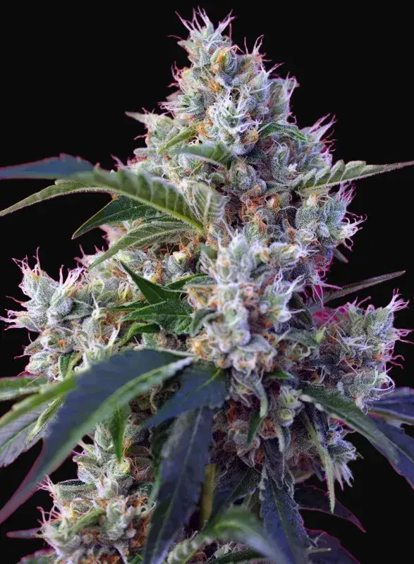 Indigo Berry Kush