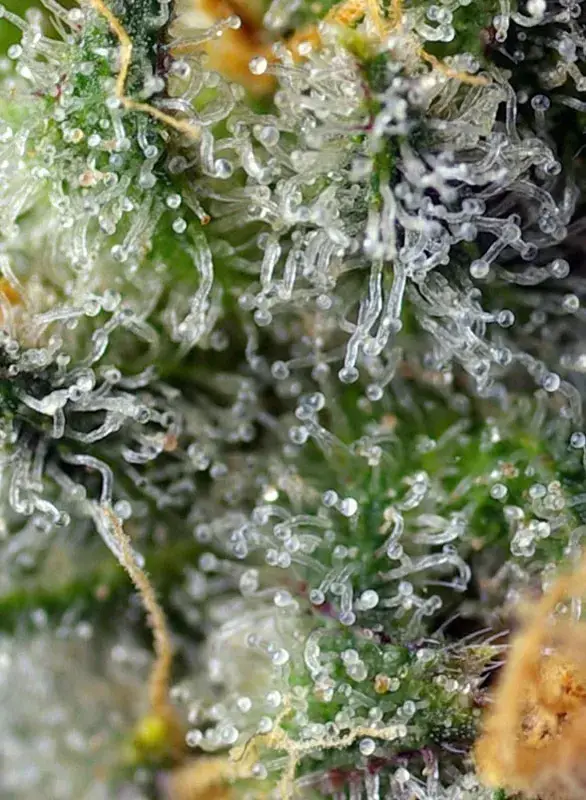 Indigo Berry Kush — zdjęcie 3
