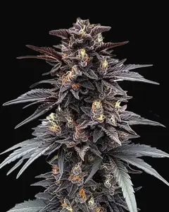 Indigo Sapphire
