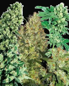 Indoor Mix