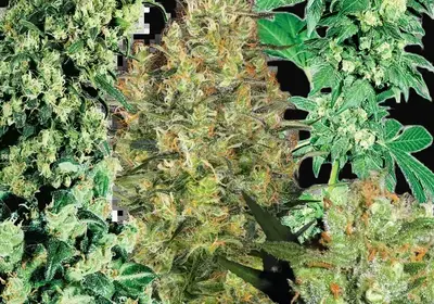 Indoor Mix