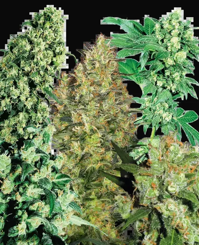 Indoor Mix
