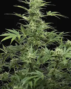 Industrial Plant Autoflowering CBD