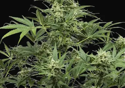 Industrial Plant Autoflowering CBD