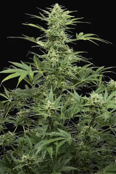Industrial Plant Autoflowering CBD