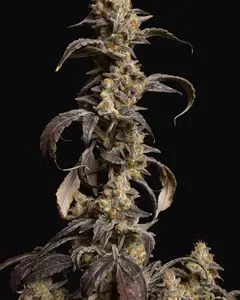 Informer OG Auto