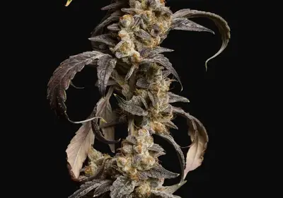 Informer OG Auto