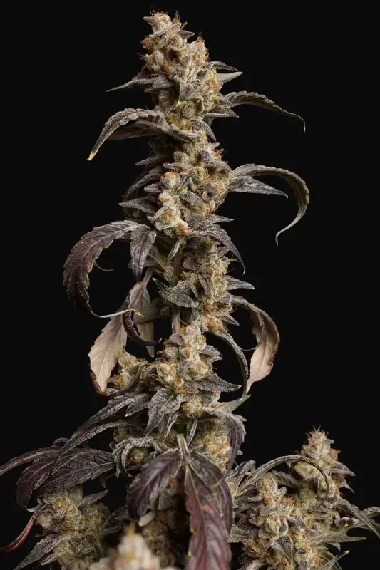 Informer OG Auto
