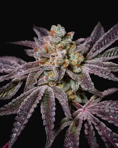 Insanity OG