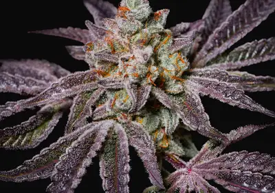Insanity OG