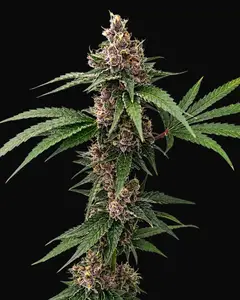 Island Punch Auto