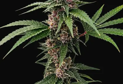 Island Punch Auto