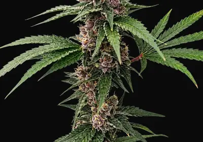 Island Punch Auto