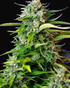 Jack 47 Auto