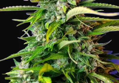 Jack 47 Auto