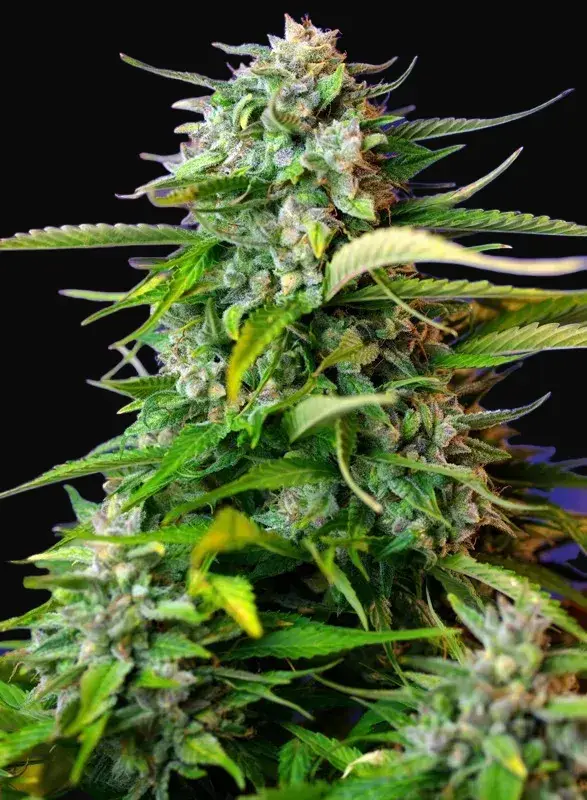 Jack 47 Auto