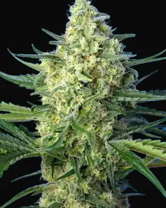 Jack 47 XL Auto