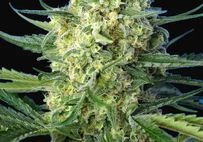 Jack 47 XL Auto