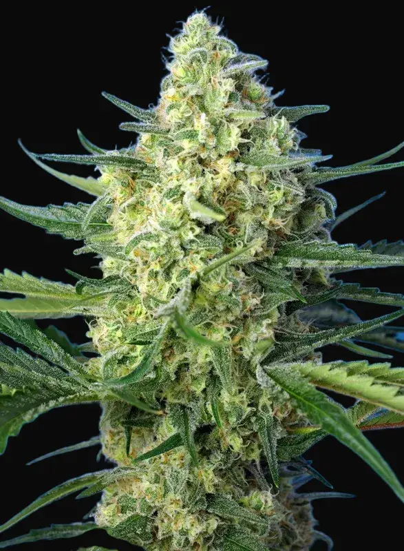 Jack 47 XL Auto