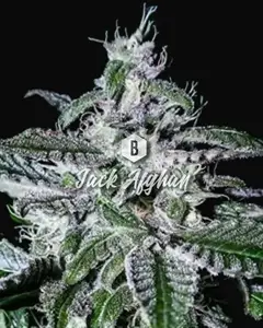 Jack Afghan