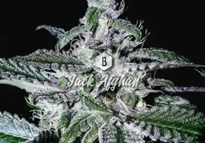 Jack Afghan