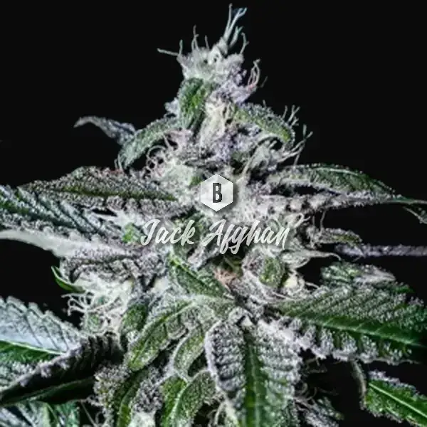 Jack Afghan