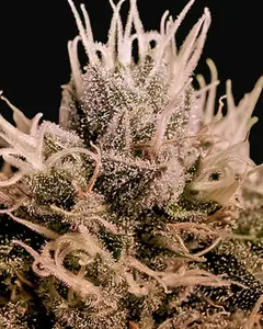 Jack Diesel Auto