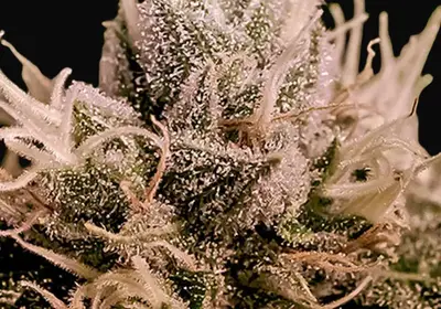 Jack Diesel Auto