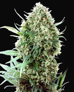Jack Diesel